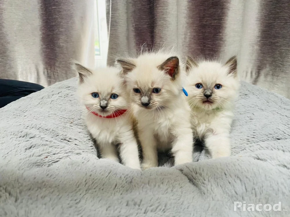 Ragdoll kiscicák