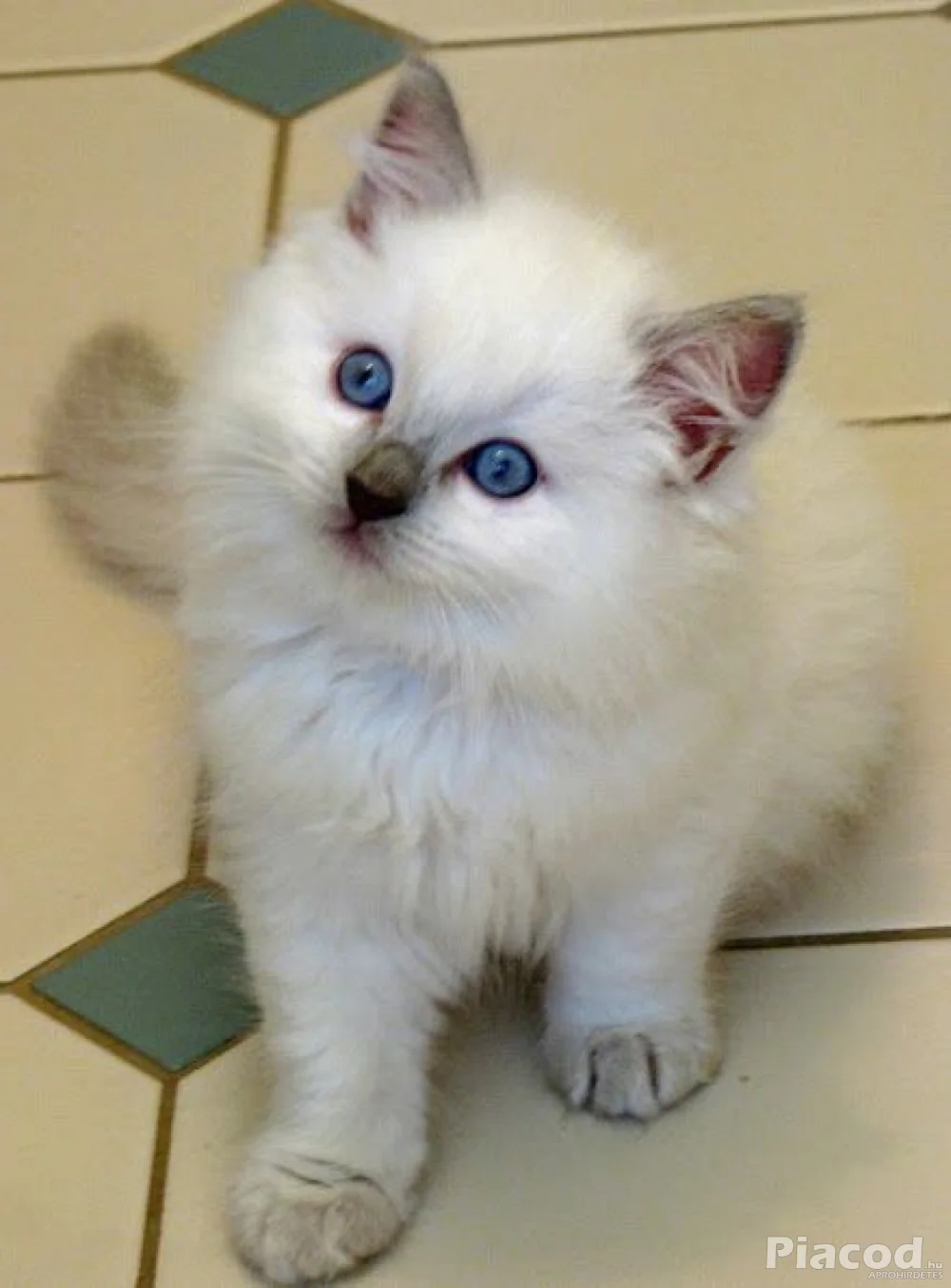 Ragdoll kiscicák