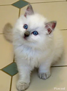 Ragdoll kiscicák
