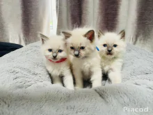 Ragdoll kiscicák