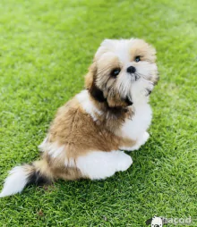 Imádnivaló kan és nőstény shih tzu kölykök