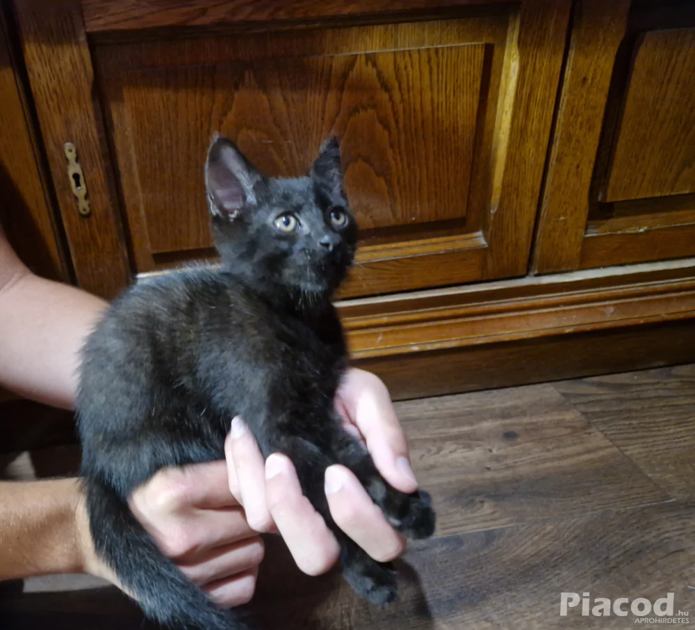 Maine Coon kiscica eladó