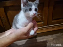 Maine Coon kiscica eladó