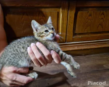 Maine Coon kiscica eladó