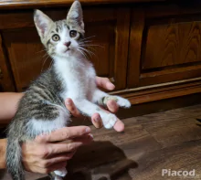 Maine Coon kiscica eladó