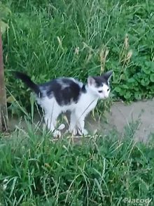 Kiscicák ingyen elvihetők.
