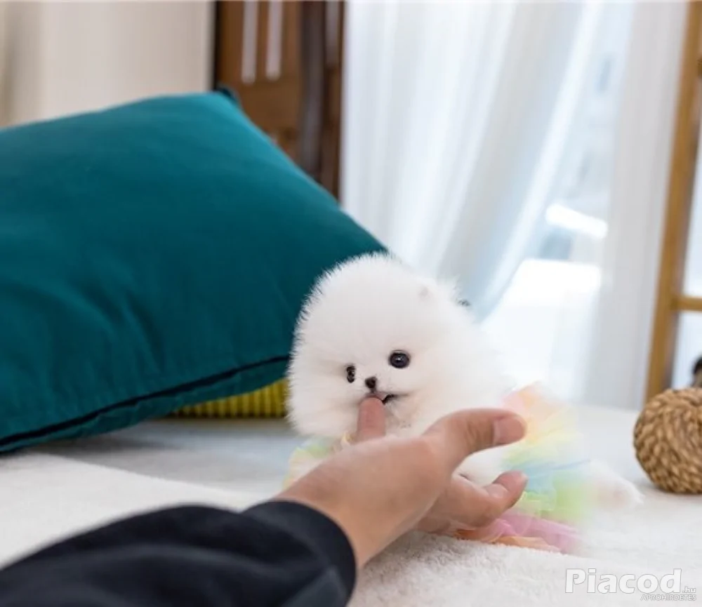 Mini pomerániai kölykök