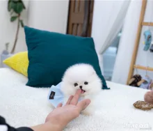 Mini pomerániai kölykök