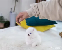 Mini pomerániai kölykök