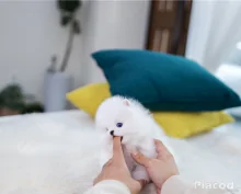 Mini pomerániai kölykök