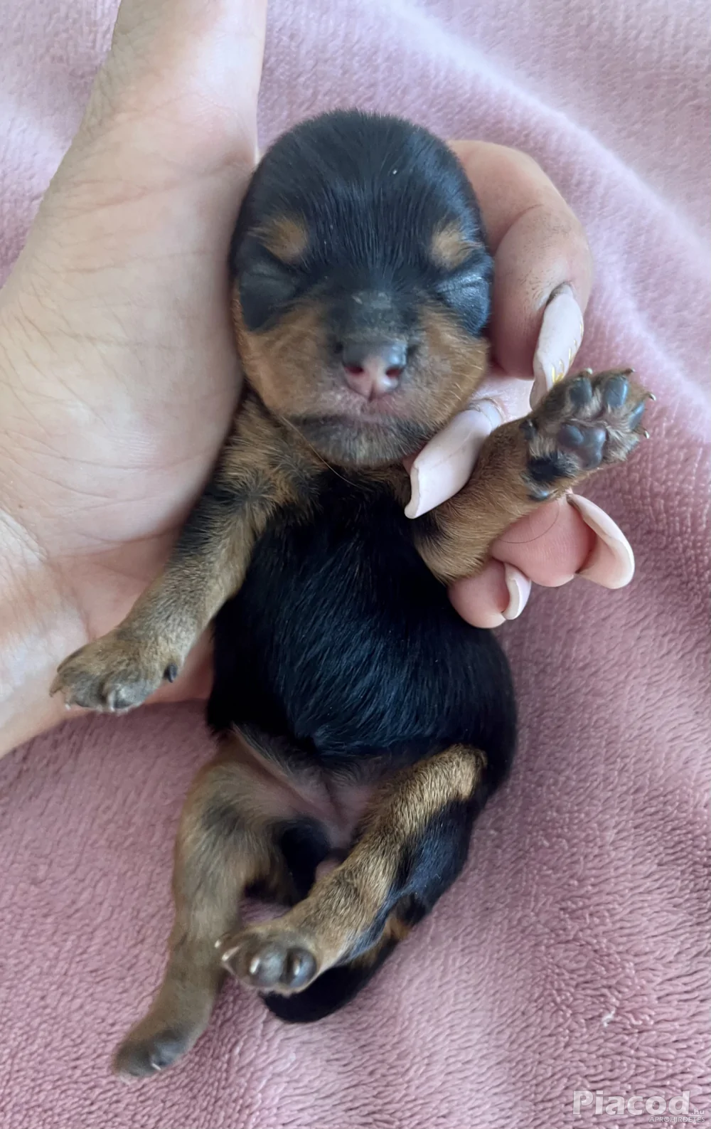 Yorkie kiskutyák foglalhatók , eladók !