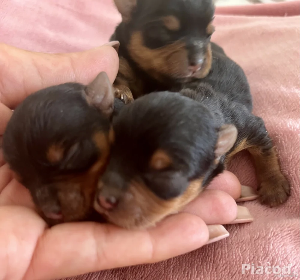 Yorkie kiskutyák foglalhatók , eladók !