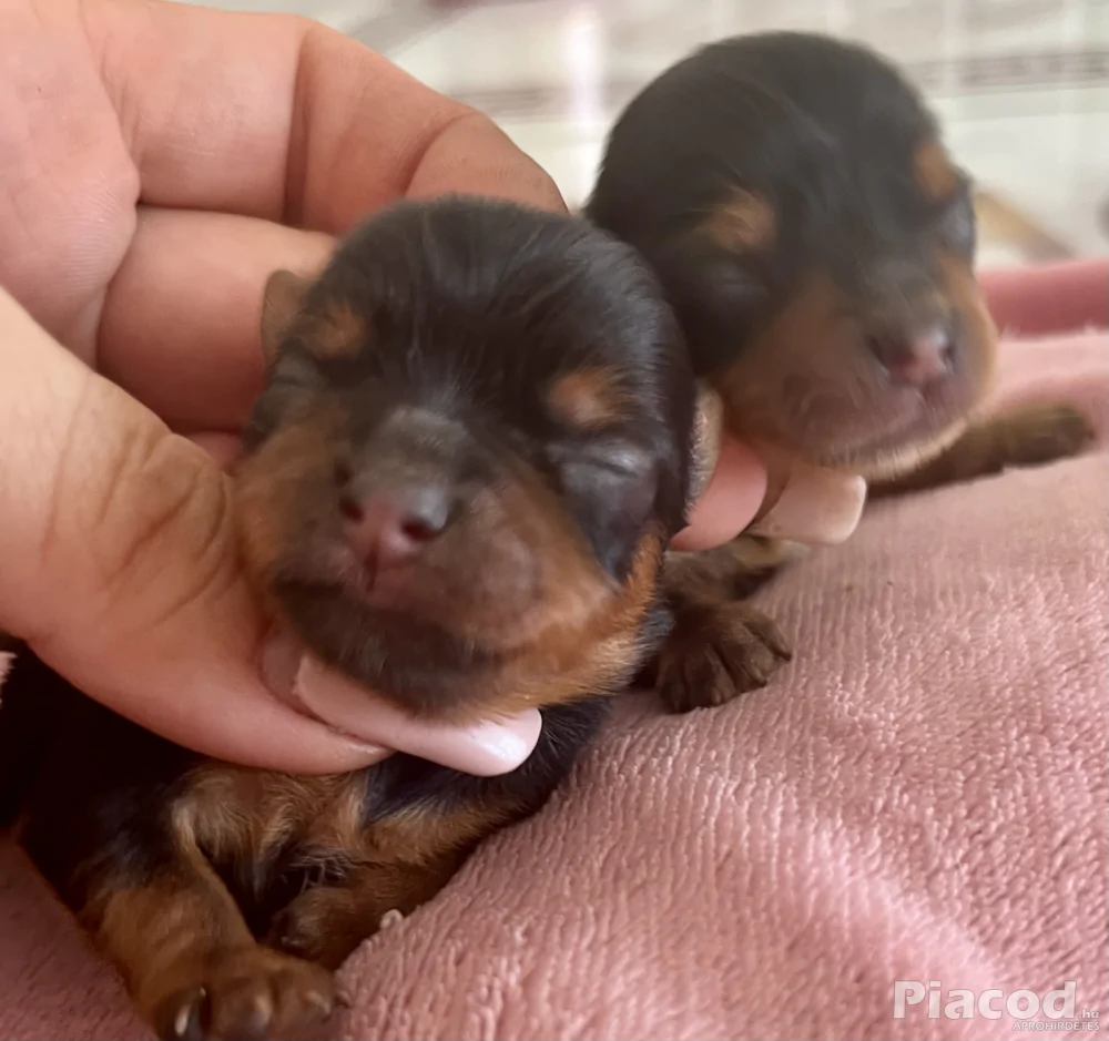 Yorkie kiskutyák foglalhatók , eladók !