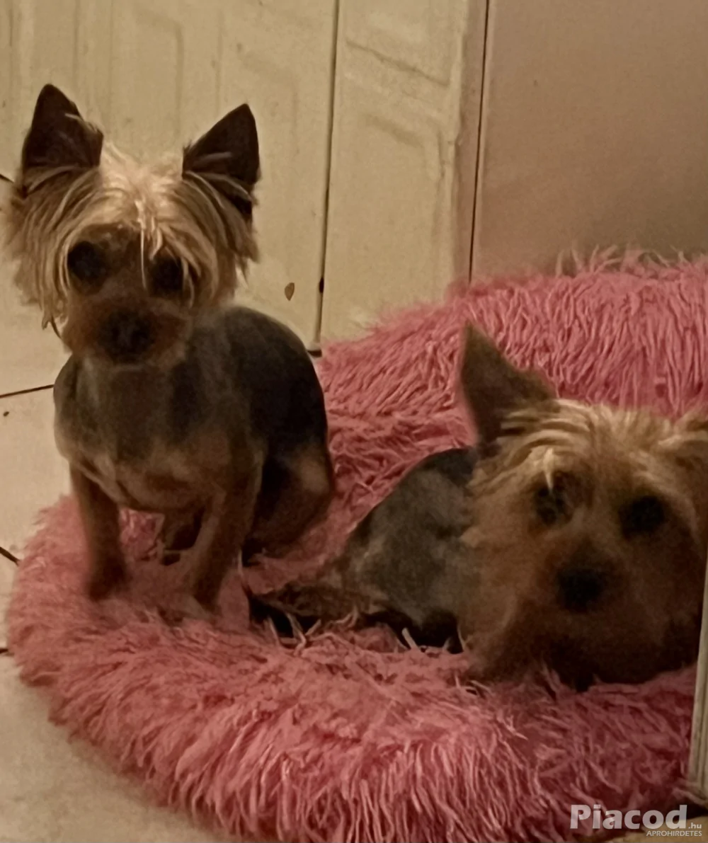 Yorkie kiskutyák foglalhatók , eladók !