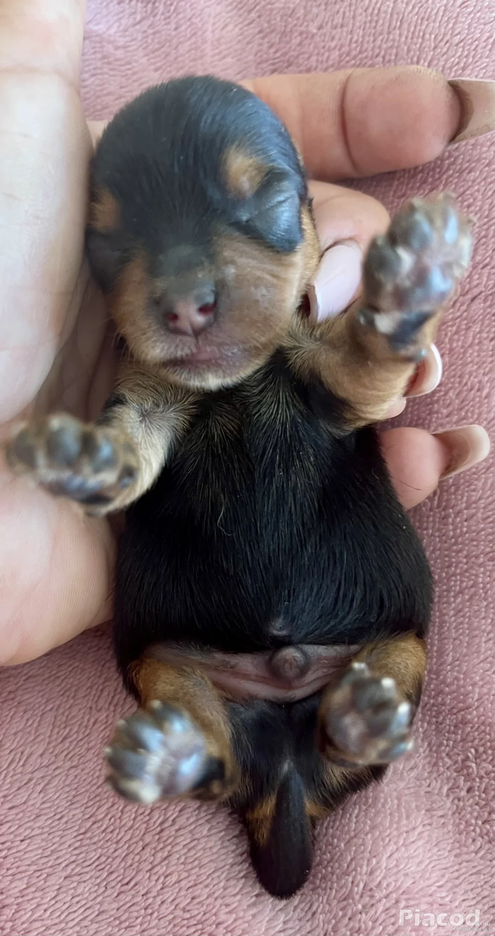 Yorkie kiskutyák foglalhatók , eladók !