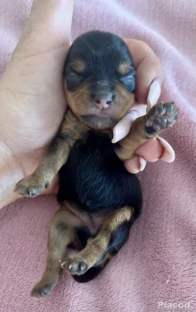 Yorkie kiskutyák foglalhatók , eladók !