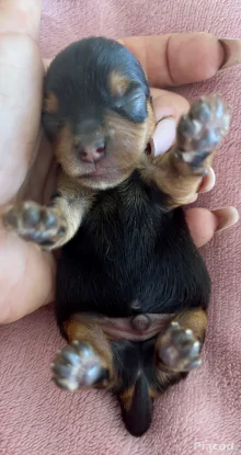 Yorkie kiskutyák foglalhatók , eladók !