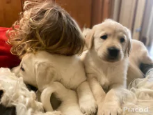 Golden Retriever kölykök