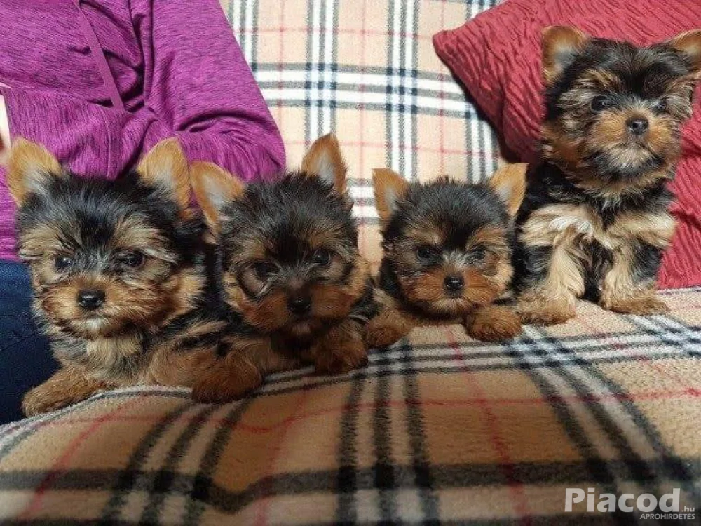 Yorkshire terrier kiskutyák ajándékba, WhatsApp: +34 613372697