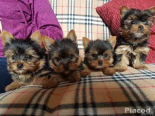 Yorkshire terrier kiskutyák ajándékba, WhatsApp: +34 613372697