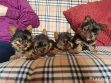 Yorkshire terrier kiskutyák ajándékba, WhatsApp: +34 613372697