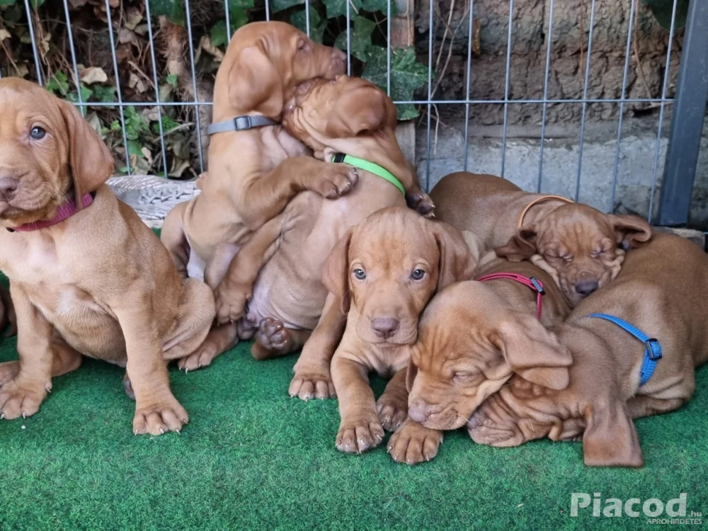 Magyar vizsla kölykök eladók