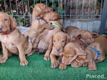 Magyar vizsla kölykök eladók