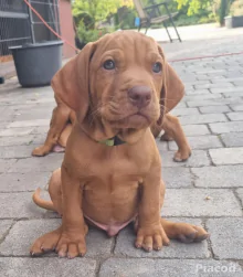 Magyar vizsla kölykök eladók