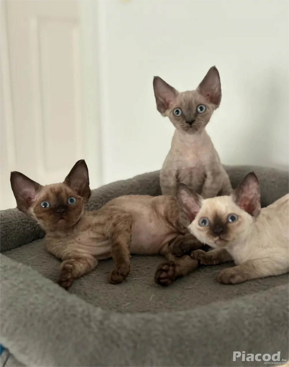 2 hím Devon rex eladó