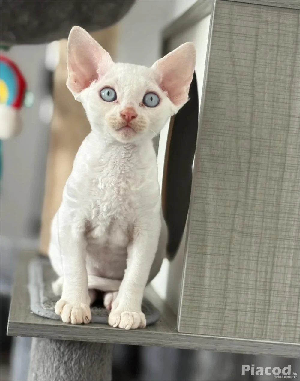2 hím Devon rex eladó