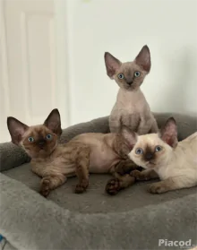 2 hím Devon rex eladó