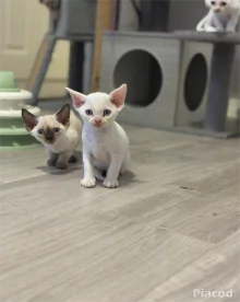 2 hím Devon rex eladó