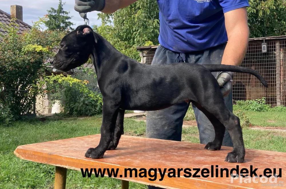 Argentín dog és Bandog keresztezés a Porubszky Pierrot Szelindek Programban