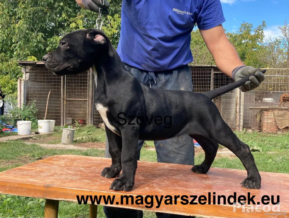 Argentín dog és Bandog keresztezés a Porubszky Pierrot Szelindek Programban