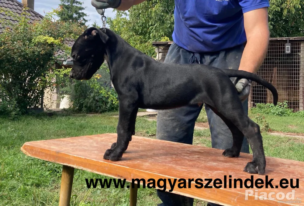 Argentín dog és Bandog keresztezés a Porubszky Pierrot Szelindek Programban