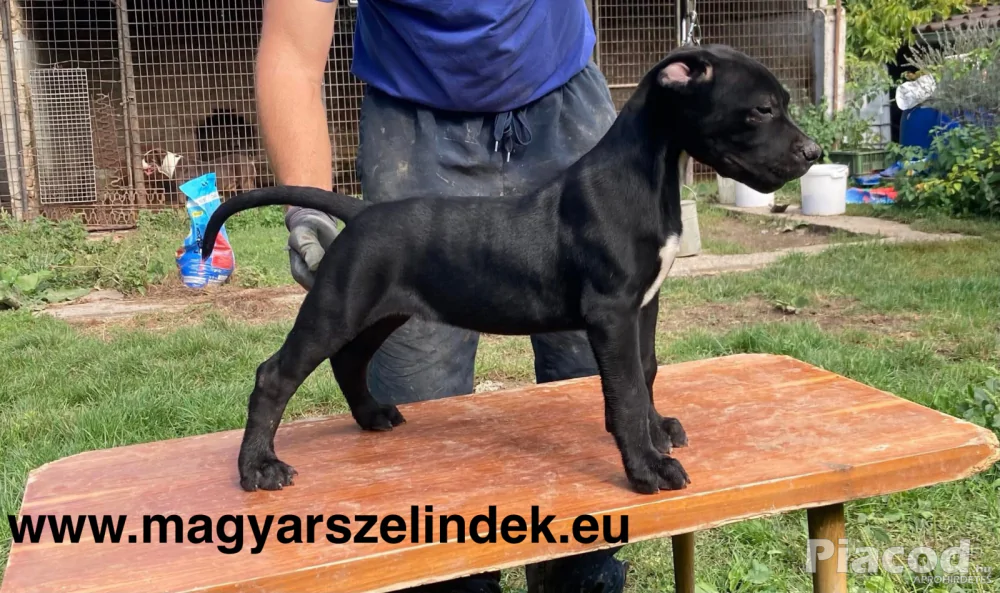Argentín dog és Bandog keresztezés a Porubszky Pierrot Szelindek Programban
