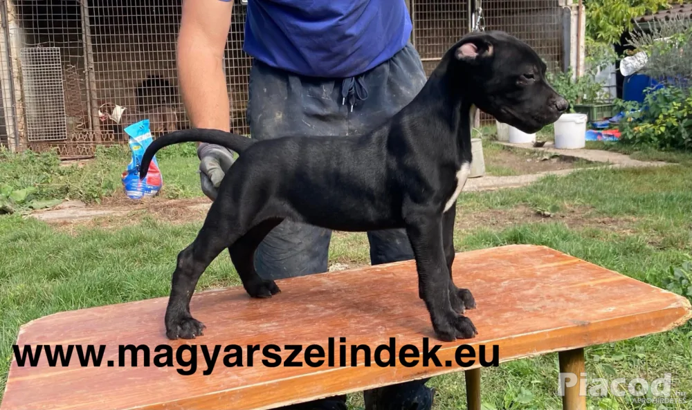 Argentín dog és Bandog keresztezés a Porubszky Pierrot Szelindek Programban