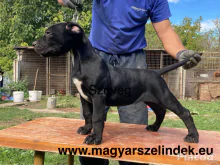 Argentín dog és Bandog keresztezés a Porubszky Pierrot Szelindek Programban