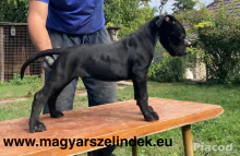 Argentín dog és Bandog keresztezés a Porubszky Pierrot Szelindek Programban