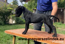 Argentín dog és Bandog keresztezés a Porubszky Pierrot Szelindek Programban