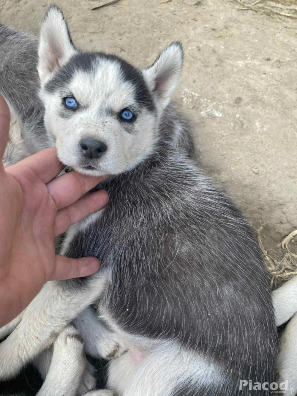 Husky kölykök