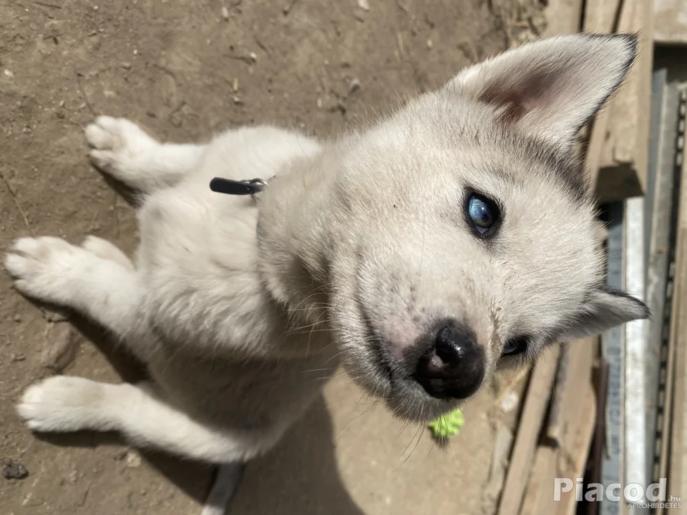 Husky kölykök