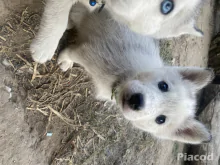 Husky kölykök