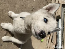 Husky kölykök