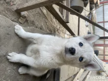 Husky kölykök