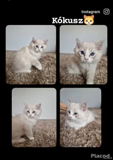 Ragdoll cicák szerető gazdira várnak!