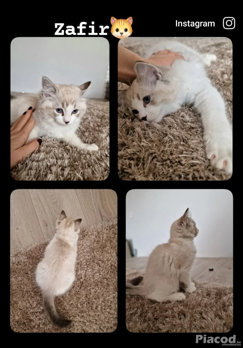 Ragdoll cicák szerető gazdira várnak!