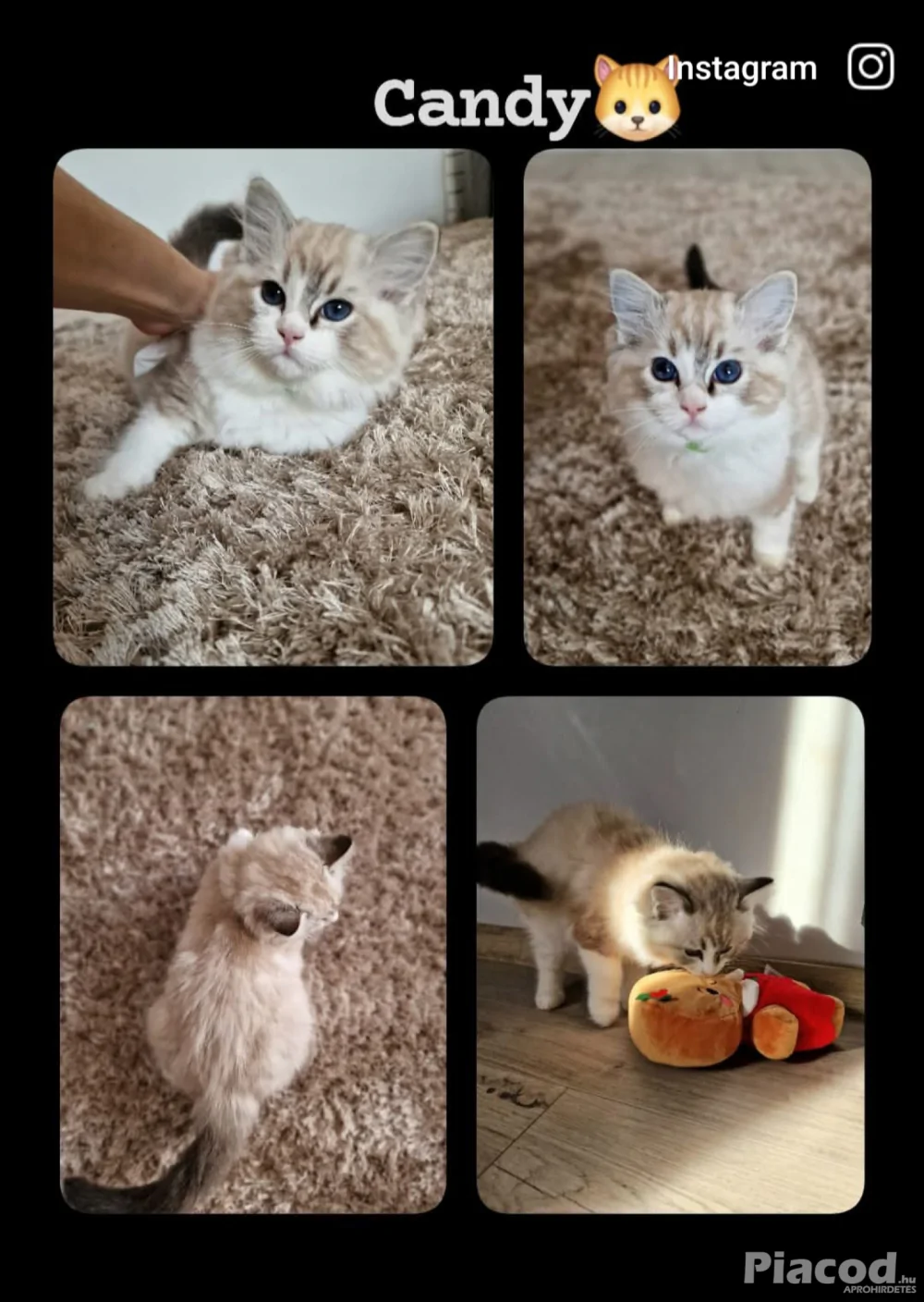 Ragdoll cicák szerető gazdira várnak!