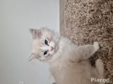 Ragdoll cicák szerető gazdira várnak!