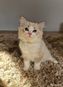 Ragdoll cicák szerető gazdira várnak!